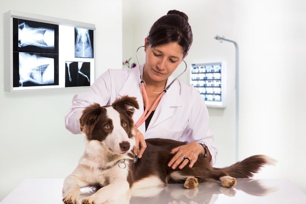 Contabilidade para veterinários no Rio de Janeiro